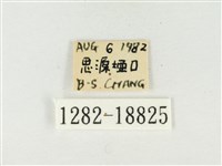 青雀斑灰蝶藏品圖，第3張
