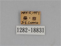 圓翅鉤粉蝶藏品圖，第3張