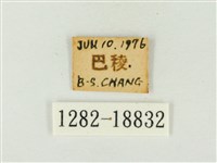 燕尾紫灰蝶藏品圖，第3張