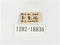 淡色黃蝶藏品圖，第3張