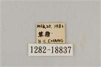藍灰蝶沖繩亞種藏品圖，第3張
