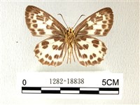 白弄蝶藏品圖，第2張