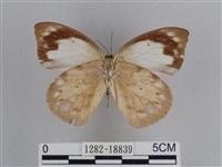 雲紋尖粉蝶藏品圖，第2張