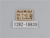 雲紋尖粉蝶藏品圖，第3張