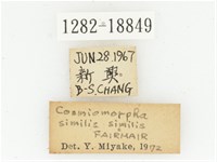 臺灣高山褐騷金龜藏品圖，第2張