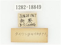 臺灣高山褐騷金龜藏品圖，第3張