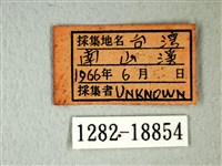 橙端粉蝶、端紅蝶藏品圖，第3張