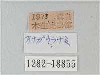 青珈波灰蝶藏品圖，第3張