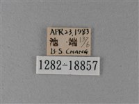 大絹斑蝶藏品圖，第3張