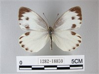 緣點白粉蝶藏品圖，第1張