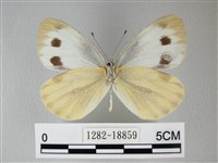 緣點白粉蝶藏品圖，第2張