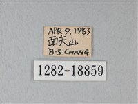 緣點白粉蝶藏品圖，第3張