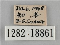 纖粉蝶藏品圖，第3張
