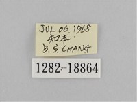 切翅眉眼蝶藏品圖，第3張