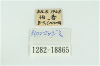 折列藍灰蝶沖繩亞種藏品圖，第3張