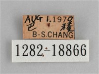 青眼蛺蝶、孔雀青蛺蝶藏品圖，第3張