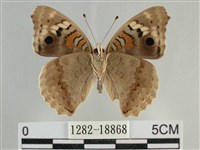 青眼蛺蝶、孔雀青蛺蝶藏品圖，第2張