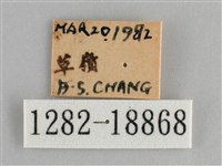 青眼蛺蝶、孔雀青蛺蝶藏品圖，第3張