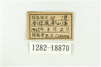 三斑虎灰蝶藏品圖，第3張