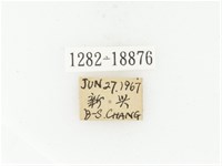 臺灣高山褐騷金龜藏品圖，第2張