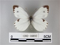 緣點白粉蝶藏品圖，第1張