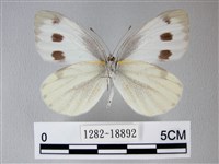 緣點白粉蝶藏品圖，第2張