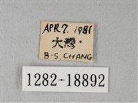 緣點白粉蝶藏品圖，第3張