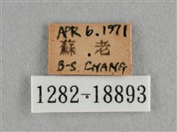 散紋盛蛺蝶藏品圖，第3張