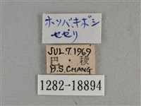 黃星弄蝶藏品圖，第3張