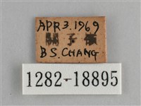 鱗紋眼蛺蝶藏品圖，第3張