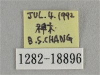波灰蝶藏品圖，第3張