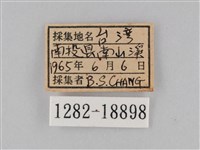 小波眼蝶藏品圖，第3張