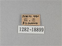 黑脈樺斑蝶藏品圖，第3張