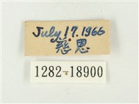青雀斑灰蝶藏品圖，第3張