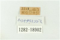 秀洒灰蝶藏品圖，第3張