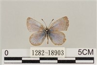 藍灰蝶沖繩亞種藏品圖，第1張