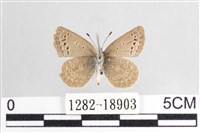 藍灰蝶沖繩亞種藏品圖，第2張