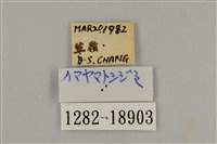 藍灰蝶沖繩亞種藏品圖，第3張