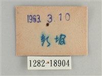 青眼蛺蝶、孔雀青蛺蝶藏品圖，第3張
