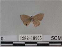 波灰蝶藏品圖，第2張