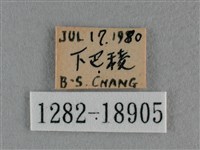 波灰蝶藏品圖，第3張