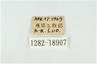東方喙蝶藏品圖，第3張