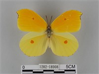 圓翅鉤粉蝶藏品圖，第1張