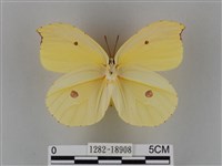 圓翅鉤粉蝶藏品圖，第2張