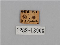 圓翅鉤粉蝶藏品圖，第3張