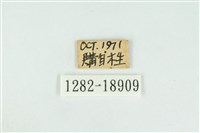 西風翠灰蝶藏品圖，第3張