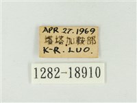 白點褐蜆蝶藏品圖，第3張