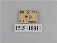 異紋紫斑蝶藏品圖，第3張