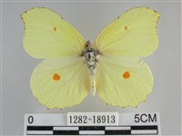 臺灣鉤粉蝶藏品圖，第1張