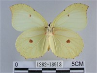 臺灣鉤粉蝶藏品圖，第2張